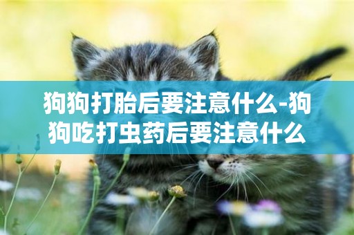 狗狗打胎后要注意什么-狗狗吃打蟲藥后要注意什么