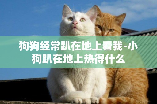 狗狗經常趴在地上看我-小狗趴在地上熱得什么