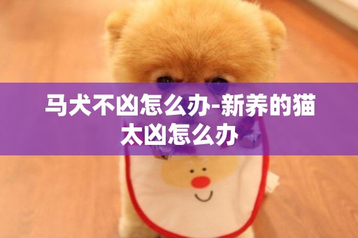 馬犬不兇怎么辦-新養的貓太兇怎么辦