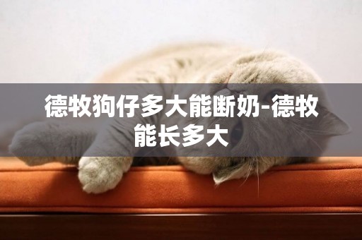 德牧狗仔多大能斷奶-德牧能長多大