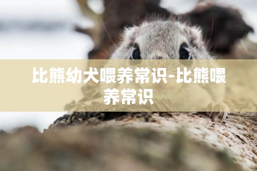 比熊幼犬喂養常識-比熊喂養常識