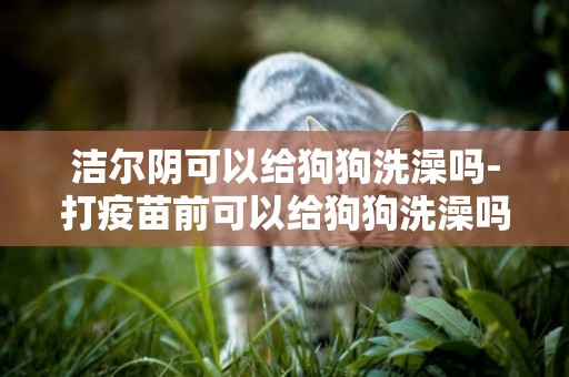 潔爾陰可以給狗狗洗澡嗎-打疫苗前可以給狗狗洗澡嗎