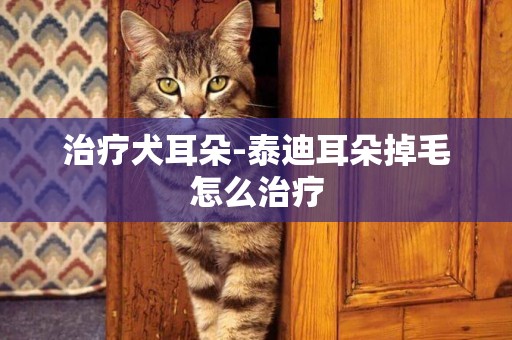 治療犬耳朵-泰迪耳朵掉毛怎么治療