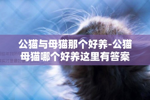 公貓與母貓那個好養-公貓母貓哪個好養這里有答案