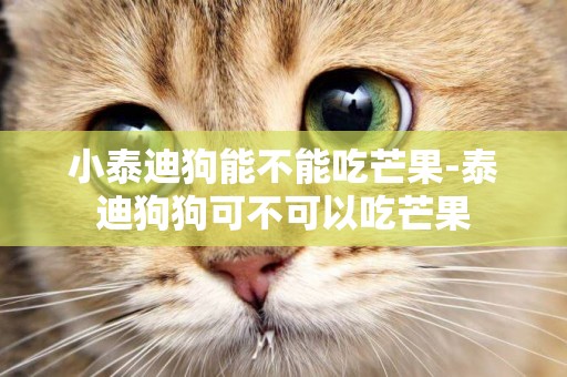 小泰迪狗能不能吃芒果-泰迪狗狗可不可以吃芒果