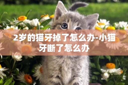2歲的貓牙掉了怎么辦-小貓牙斷了怎么辦