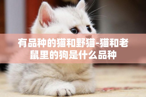 有品種的貓和野貓-貓和老鼠里的狗是什么品種