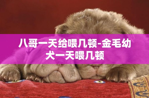 八哥一天給喂幾頓-金毛幼犬一天喂幾頓