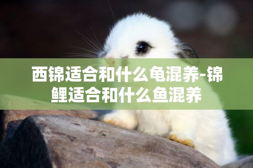 西錦適合和什么龜混養-錦鯉適合和什么魚混養