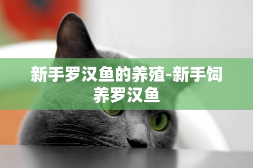 新手羅漢魚的養殖-新手飼養羅漢魚