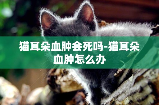 貓耳朵血腫會死嗎-貓耳朵血腫怎么辦