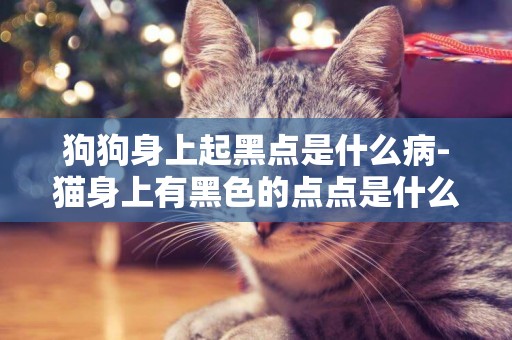 狗狗身上起黑點是什么病-貓身上有黑色的點點是什么