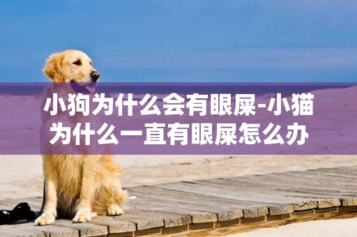 小狗為什么會有眼屎-小貓為什么一直有眼屎怎么辦