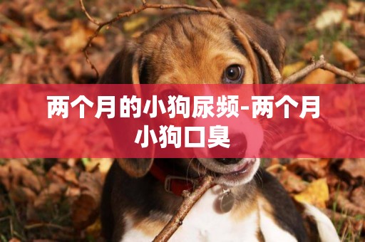 兩個月的小狗尿頻-兩個月小狗口臭