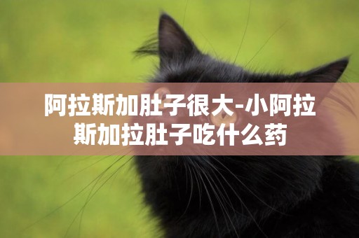 阿拉斯加肚子很大-小阿拉斯加拉肚子吃什么藥
