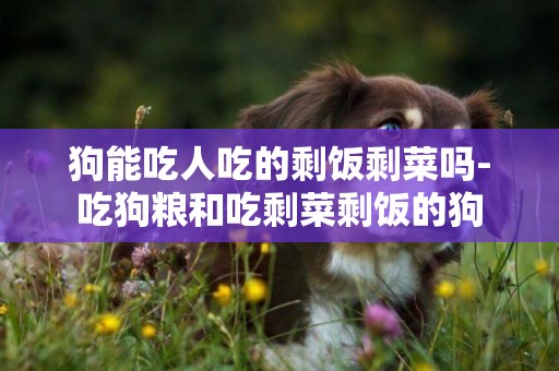 狗能吃人吃的剩飯剩菜嗎-吃狗糧和吃剩菜剩飯的狗