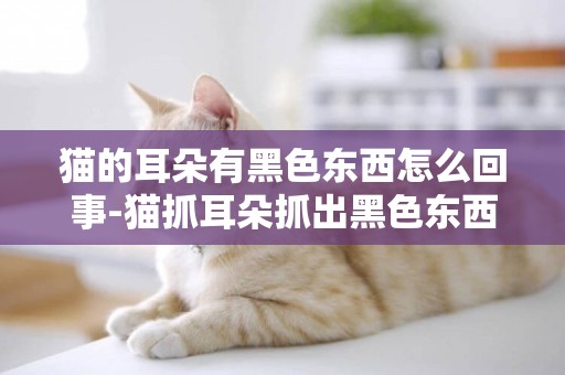 貓的耳朵有黑色東西怎么回事-貓抓耳朵抓出黑色東西怎么回事