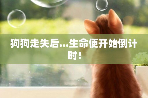 狗狗走失后...生命便開始倒計時！