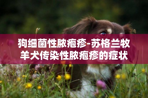 狗細菌性膿皰疹-蘇格蘭牧羊犬傳染性膿皰疹的癥狀