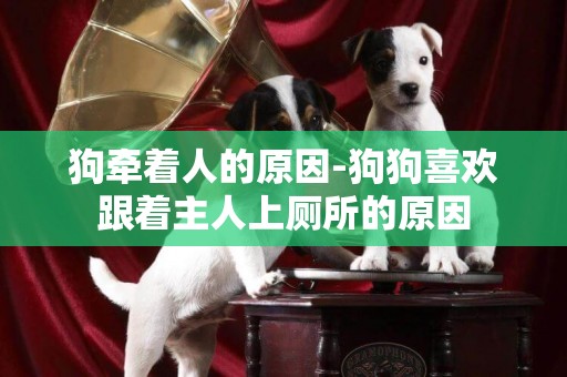 狗牽著人的原因-狗狗喜歡跟著主人上廁所的原因