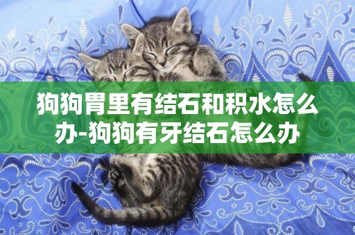 狗狗胃里有結石和積水怎么辦-狗狗有牙結石怎么辦