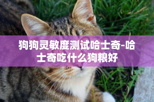 狗狗靈敏度測試哈士奇-哈士奇吃什么狗糧好