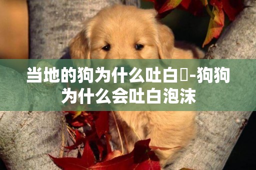 當地的狗為什么吐白沬-狗狗為什么會吐白泡沫