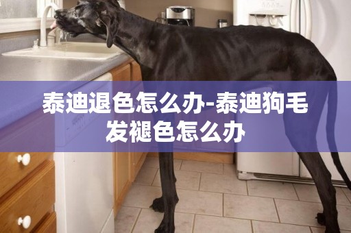 泰迪退色怎么辦-泰迪狗毛發褪色怎么辦