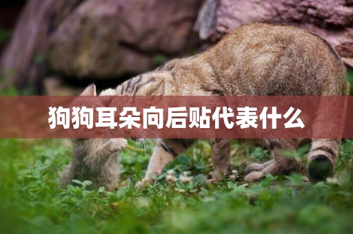 狗狗耳朵向后貼代表什么