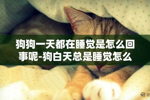 狗狗一天都在睡覺是怎么回事呢-狗白天總是睡覺怎么回事