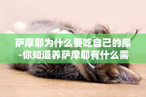 薩摩耶為什么要吃自己的屎-你知道養薩摩耶有什么需要注意的日常毛發護理嗎