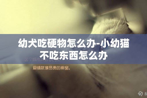 幼犬吃硬物怎么辦-小幼貓不吃東西怎么辦