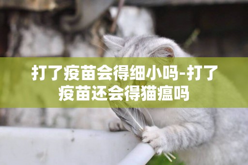 打了疫苗會得細小嗎-打了疫苗還會得貓瘟嗎
