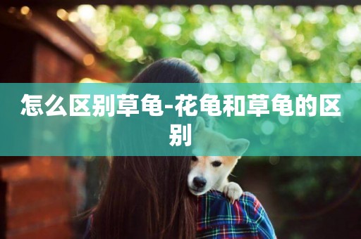怎么區別草龜-花龜和草龜的區別