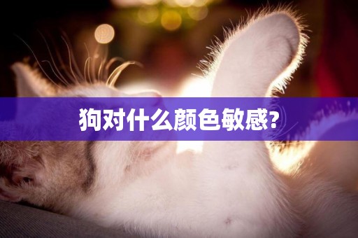 狗對什么顏色敏感?
