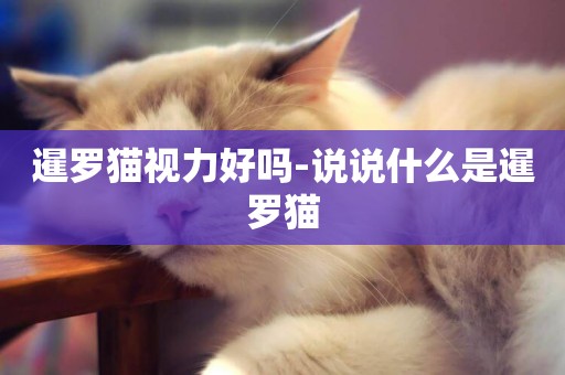 暹羅貓視力好嗎-說說什么是暹羅貓