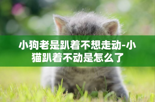 小狗老是趴著不想走動-小貓趴著不動是怎么了
