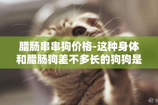 臘腸串串狗價格-這種身體和臘腸狗差不多長的狗狗是什么品種