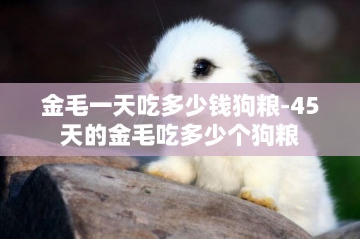 金毛一天吃多少錢狗糧-45天的金毛吃多少個狗糧