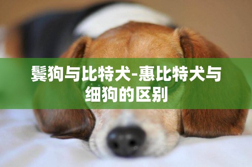 鬢狗與比特犬-惠比特犬與細狗的區別