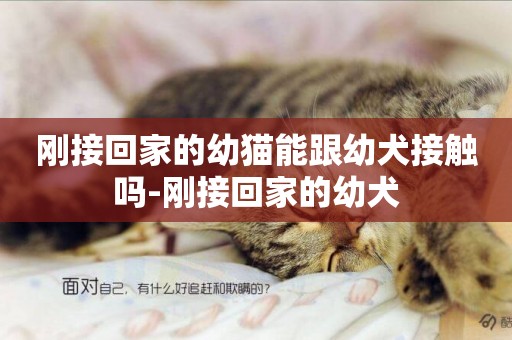剛接回家的幼貓能跟幼犬接觸嗎-剛接回家的幼犬