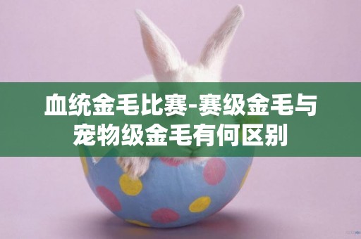 血統金毛比賽-賽級金毛與寵物級金毛有何區別