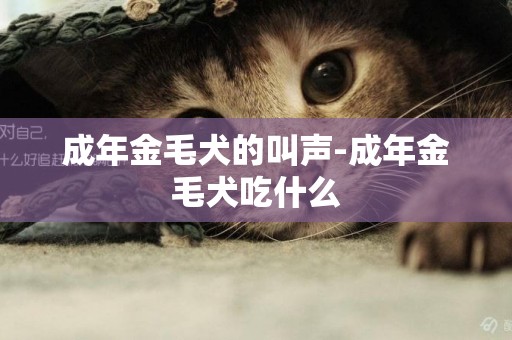 成年金毛犬的叫聲-成年金毛犬吃什么