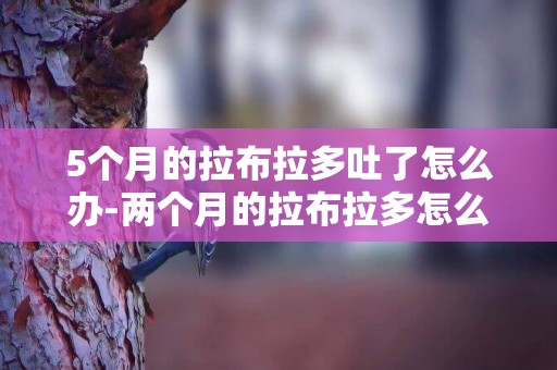 5個月的拉布拉多吐了怎么辦-兩個月的拉布拉多怎么養