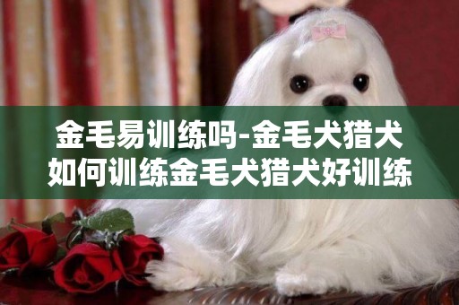 金毛易訓練嗎-金毛犬獵犬如何訓練金毛犬獵犬好訓練嗎