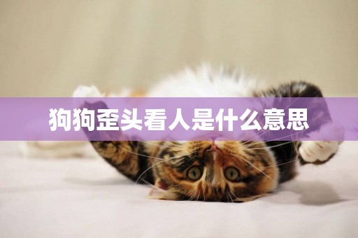 狗狗歪頭看人是什么意思
