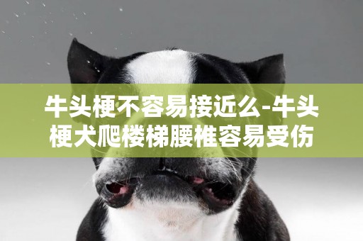 牛頭梗不容易接近么-牛頭梗犬爬樓梯腰椎容易受傷