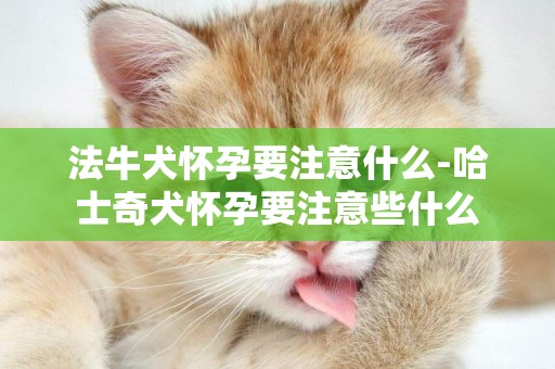 法牛犬懷孕要注意什么-哈士奇犬懷孕要注意些什么