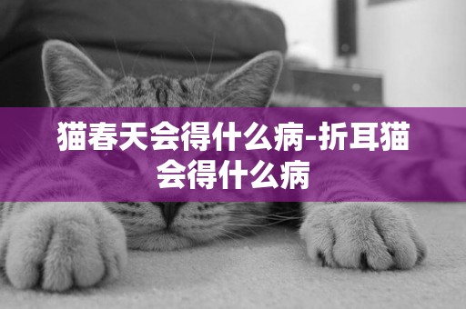 貓春天會得什么病-折耳貓會得什么病