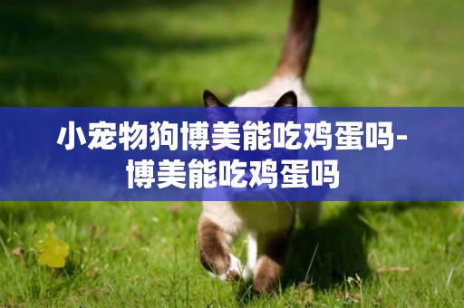 小寵物狗博美能吃雞蛋嗎-博美能吃雞蛋嗎